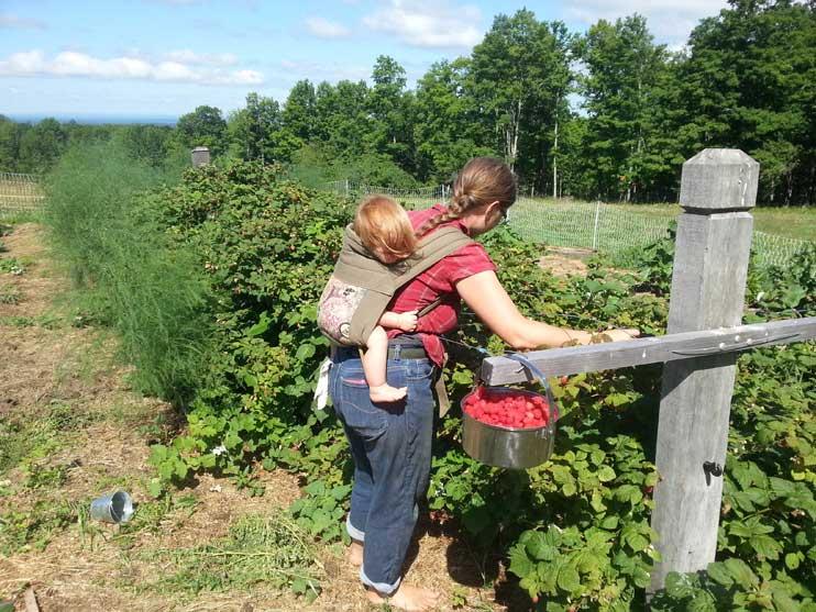 Collecting Raspberries