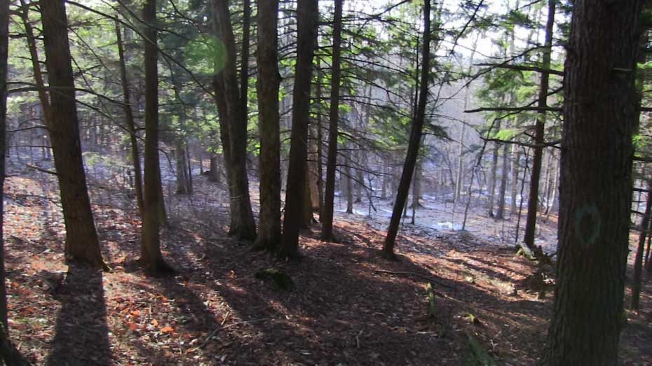 Coram Deo Farm Forest