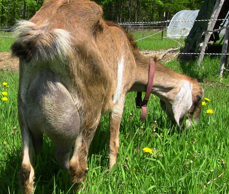 Mama Goat
