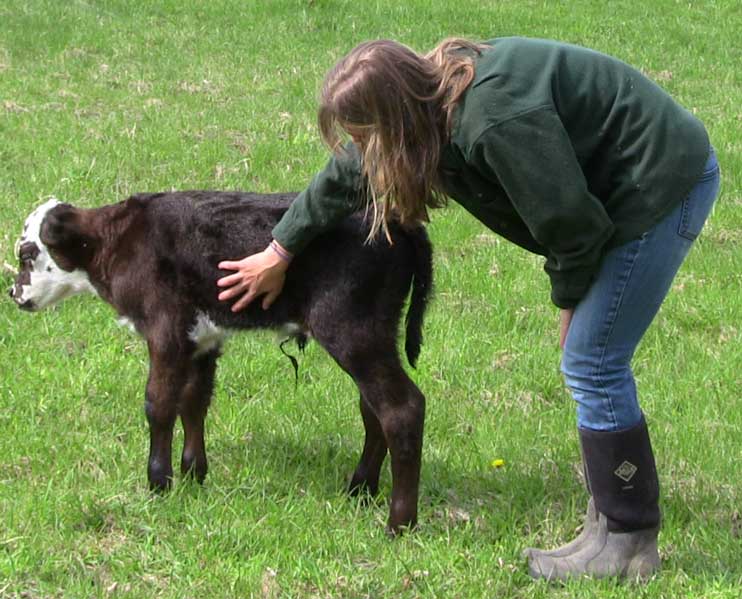 Brutus the Calf
