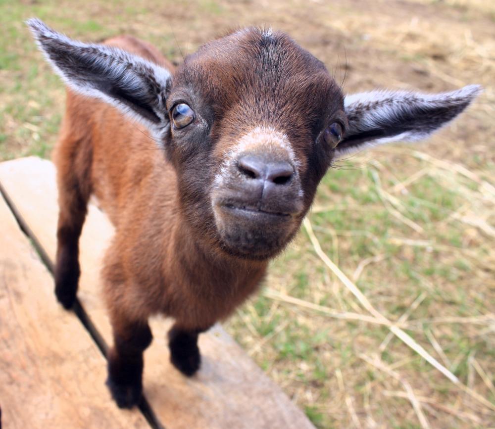 dwarf nubian boer