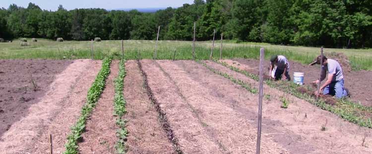 Preparing Soil