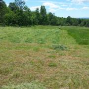 haying with a hand scythe