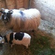 Icelandic Sheep
