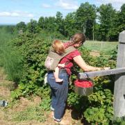 Collecting Raspberries