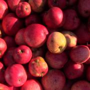 Thorndike Heirloom Apples