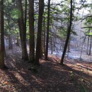 Coram Deo Farm Forest