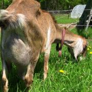 Mama Goat