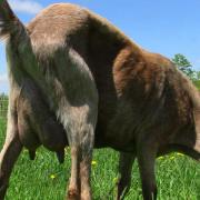 Tabby the Nubian Milk Goat