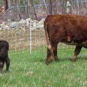 Coram Deo Cow and Calf