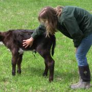 Brutus the Calf