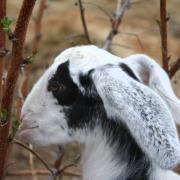 nubian boer goat