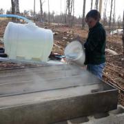 Kayla pouring sap