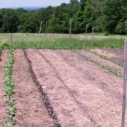 Preparing Soil