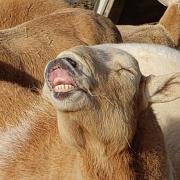 Ram Smile