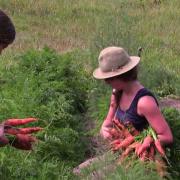 Gathering Carrots on Coram Deo Farm