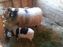 Icelandic Sheep