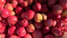 Thorndike Heirloom Apples