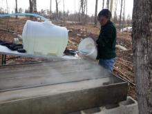 Kayla pouring sap