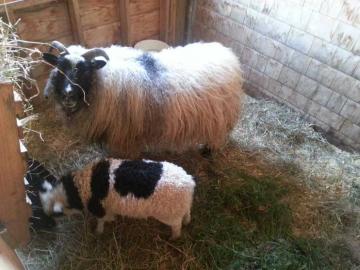 Icelandic Sheep